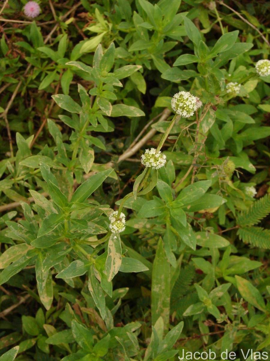 Spermacoce verticillata L.
